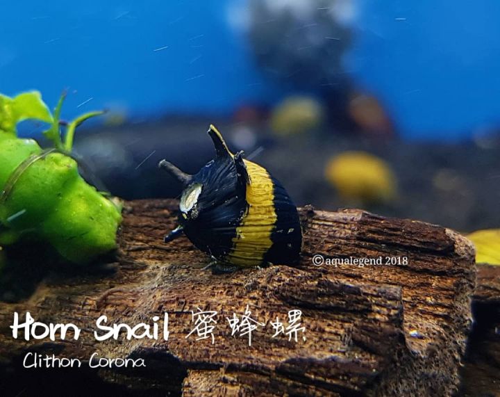 Aquarium Pet Freshwater Snail Algae Eater Lazada