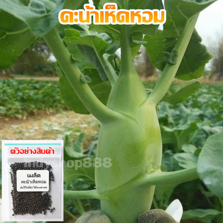 เมล็ดพันธุ์คะน้าหอมใต้หวัน ปลูกง่าย โตเร็ว