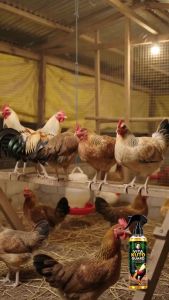 [BUY 1 GET 1] VitaKuto Guard250ml for Gamefowl & Poultry Treats Lice Mites & Fleas Promotes Healthy Skin & Feathers