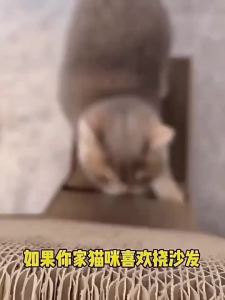 Clearance promotion Cat Scratch Board Cat Cat Scratcher Bowl for Cats Cat Scratching Supplies