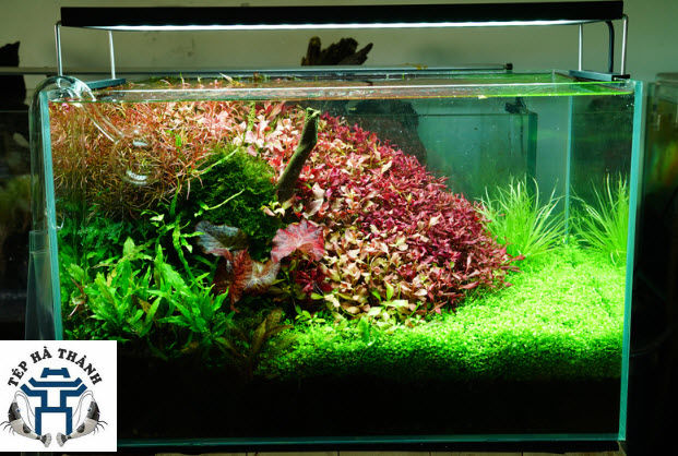 %5BHo%C3%A0n%20Ti%E1%BB%81n%2010%25%5D%20%C4%90%C3%A8n%20LED%20Cao%20C%E1%BA%A5p%20Chihiros%20WRGB%202%2090cm%20-%20Image%206