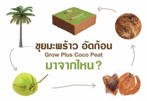 Coco Peat ขุยมะพร้าวอัดก้อน growplus Cocopeat Plus 400 800 กรัม ขุยมะพร้าวแห้ง โคโค่พีช โค่โค่พีท Cocopeat ขุยมะพร้าว ขุยมะพร้าวก้อน