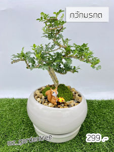 ต้นไม้จริง🌿🌿สวนถาดไม้มงคล  มะสังดัด🌿🌿**ต้นไม้คัดฟอร์มสวยทุกต้น