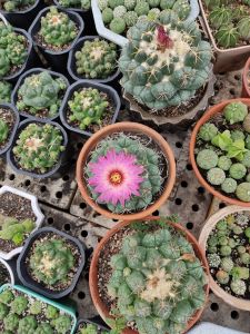 Xương rồng LOBI CREST size chậu (10cm)