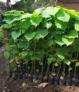 PAKET 10 Bibit Tanaman Jati Putih Gambelina