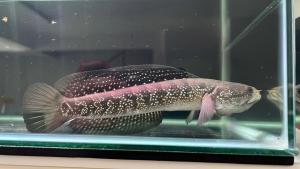 [READY STOCK] Channa Asiatica White Spot 8 inch (Pellet Trained AWS-1)