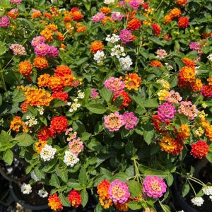 ผกากรองแฟนซี ผกากรองเสียบยอด มีหลายสีในต้น Lantana camara tick berry