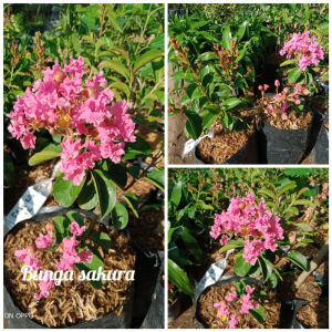 PAKET 3 Bibit Bunga Sakura Pink Lokal Indonesia Murah