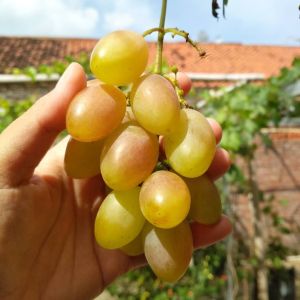 BIBIT ANGGUR IMPORT DIXON Cepat Berbuah