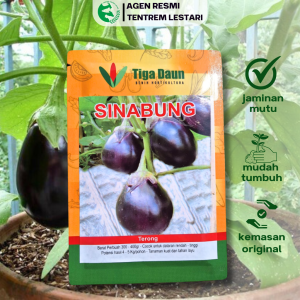 Benih Terong SINABUNG 10 Gram Asli Cap TIGA DAUN Buah Lebat & Tahan Layu