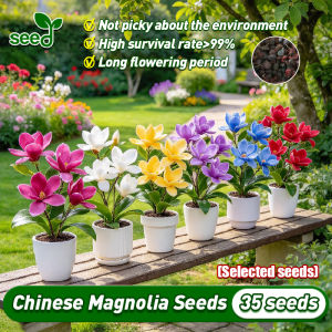 [Selected Seeds 35pcs] Legit Mix Chinese Magnolia Seeds for Planting Flowers Fragrant Magnolia Flower Seeds for Gardening Easy To Grow Bonsai Potted Magnolia Flower Plants Real Chinese Magnolia Plant Seeds for Garden Decor Indoor Flowering Plants Seeds