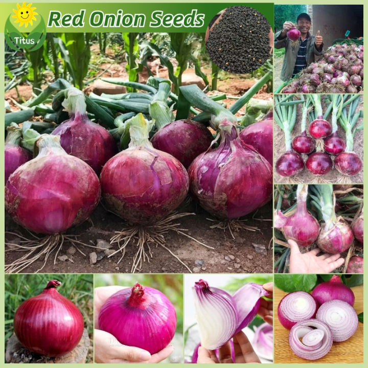 100 Legit Fresh Organic Red Onion Seeds for Planting Vegetables (150pcs High Germination) Red