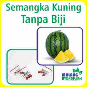 Benih Semangka Kuning Tanpa Biji Unggulan Berkualitas biji bibit repack non lurik bulat merah hydroponik hidroponik tanaman berbiji buah pot