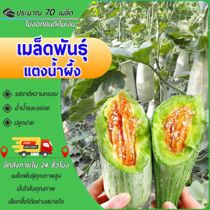 70 เมล็ด แตงน้ำผึ้ง เมล็ดพันธุ์แตงน้ำผึ้ง เมล็ดแตงน้ำผึ้ง แตงไทย เมล็ดแตงน้ำผึ้ง เมล็ดแตงไทยน้ำผึ้ง โตไว ลูกดก