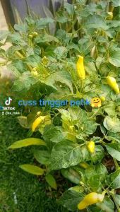 Promo Akhir Tahun Pupuk Organik Cair Urin Kelinci Murni Penyubur Tanah & Tanaman 350ml