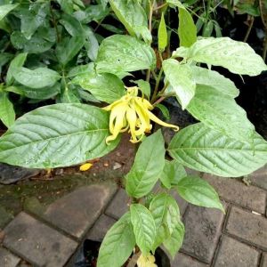 Bibit Bunga Kenanga Murah Berkualitas Siap Berbunga