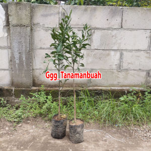 Bibit Jeruk Mandarin Sudah Berbuah super