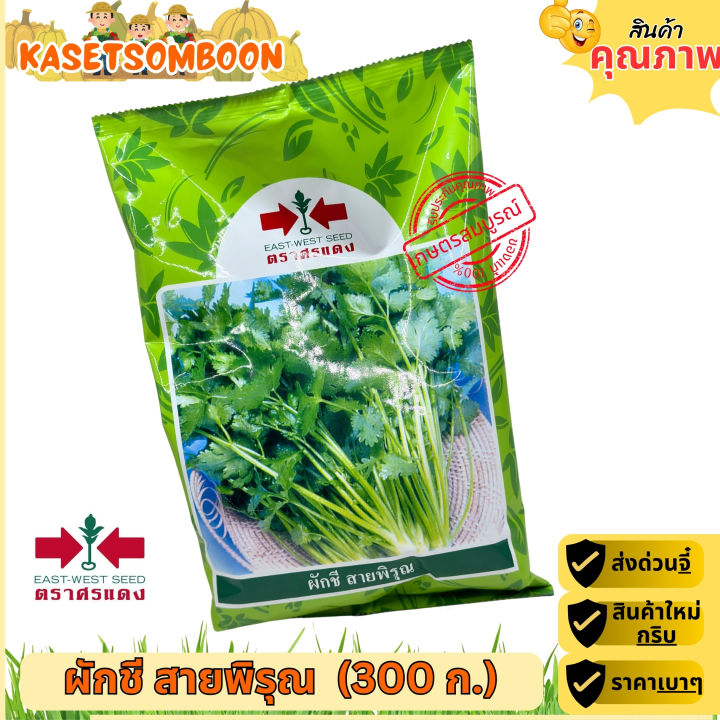 เมล็ดผักชี สายพิรุณ ตราศรแดง 300 กรัม ลำต้นแข็งแรง กลิ่นหอม