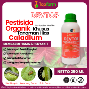 Obat Hama Bunga Caladium / Obat Layu Pada Tanaman Bunga Keladi / Obat Anti Hama Bunga Keladi / Pupuk Bunga Dan Anti Hama Bunga Keladi / Obat Akar Tanaman Keladi / Pupuk Hama Daun Keladai
