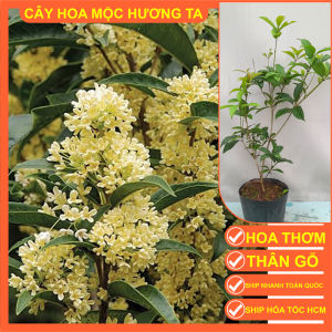 (Ảnh cuối - HCM) Combo 2 cây mộc hương ta 45-50cm hoa thơm