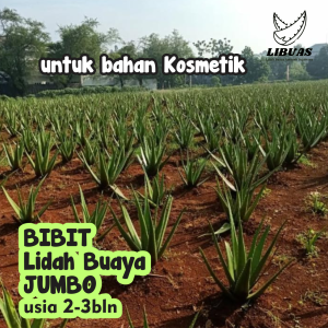 ANAKAN LIDAH BUAYA JUMBO 2-3 bulan | Jenis Pontianak cocok untuk di konsumsi dan masker wajah