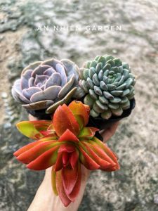 Combo 3 cây sen đá ngẫu nhiên không trùng nhau size bầu 5-7cm- giá cực sốc- sen đá Đà Lạt