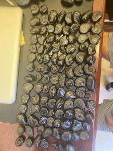 Original Natural Gandaki River Saligrama Stone Medium