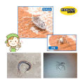 😍【READY STOCK】Krafter  -85 ํ C Instant Freeze Insect cold killer spray  i cockroach killer l eliminate bacteria  .🐜🦗🕷. 