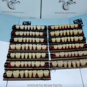 YP/SYNTHETIC GIGI GERAHAM BAWAH GIGI SYNTHETIC RESIN TEET