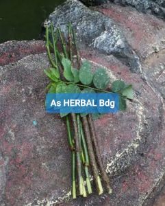 Bibit stek pohon katuk daun katuk per 6 batang siap tanam-az