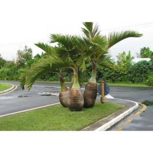 Champagne Palm live tree