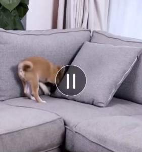 สเปร์ยกันหมาและแมวฉี่ไม่เป็นที่ กันหมาฉี่ กันแมวฉี่ สเปร์ยกันสุนัขและแมวขับถ่ายไม่เป็นที่ สเปร์ยฝึกวินัยสัตว์เลี้ยงไม่ให้ขับถ่ายในที่ไม่ต้องการ สเปร์ยฝึกขับถ่ายสุนัขและแมวให้ฉี่ อึเป็นที่