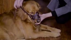 Adjustable  PU Leather  Dog Muzzle Anti Bark Bite Chew Dogs Mouth Soft Muzzles Training Dog