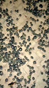 BENIH BIJI BUAH ANGKUNG KERING PER 300 BIJI