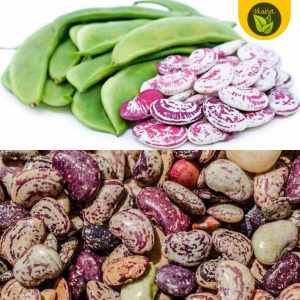 Lima Patani 10 Seeds