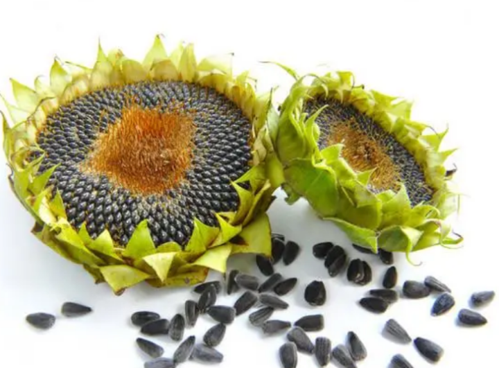 Giant Sunflower Seeds for Planting/High quality seeds of vegetables and