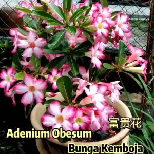 Large Size Desert Rose Plant Adenium Obesum Pokok Bunga Kemboja 富贵花 沙漠玫瑰