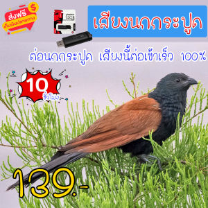 เสียงต่อ เสียงนกกระปูด แฟลชไดร์ฟเสียงนกกระปูด สำหรับต่อหรือล่อนก ความยาว 10 ชม.เสียงดัง เสียงใสกังวาน ได้ผล100%