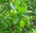 BUAH BINTARO (1KG). 