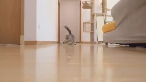 YOUYITIAOYU Rechargeable Cat Laser Toy USB Charging Multiple Patterns Red Laser Pointer Pen Cat Interactive Toy