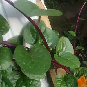 Jual Binahong Merah Segar & Granola 500 Gram