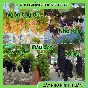Combo 5 cây nho giống ngón tay đỏ+ kẹo+ ngón tay đen+ mẫu đơn+ bailey