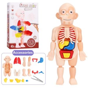 【Ready Stock】Montessori Toy 3D Puzzle Human Body Anatomy Model Toys Kits Body Organ Teaching Tool Educational Learning Organ Assembled Toy