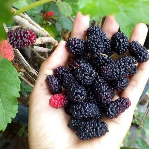 Bibit Murbei / Murbai Murah Super Genjah