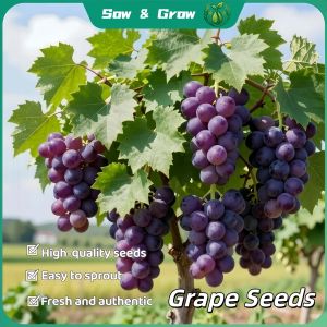 Grape Seeds- Green Grape Seeds Fruit Seeds for year-round balcony potted plants and small courtyard fruit cultivation Easy to Grow Grape Seeds for Planting High Yield Suitable for novice growers