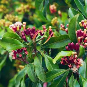 PROMO Bibit Tanaman Cengkeh Kualitas Super Harga Murah - 1 kg Bisa 3