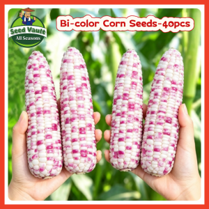 Fast Growing 40pcs Sweet Glutinous Bi-color Corn Seeds for Sale Organic Sweet Corn Seeds for Planting Vegetables High Yield Sugar Waxy Corn Seeds F1 Hybrid Rainbow Corn Mais Vegetables Seeds for Gardening Balcony Corn Seedlings Corn Plants Fruit Corn