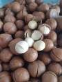 Hạt Macca sấy nứt_ Macca Tươi Thủy (500gr có kèm đồ tách hạt). 