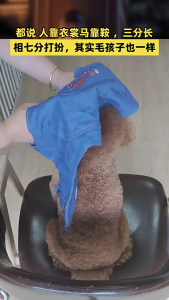 Comfortable Pet Denims Skirt Sweet Love Spring Small Dog Clothes Skirt for Outings and Gatherings