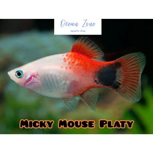 【Ocean Zone】Mickey Mouse Platy – 5pcs (Live Fish)